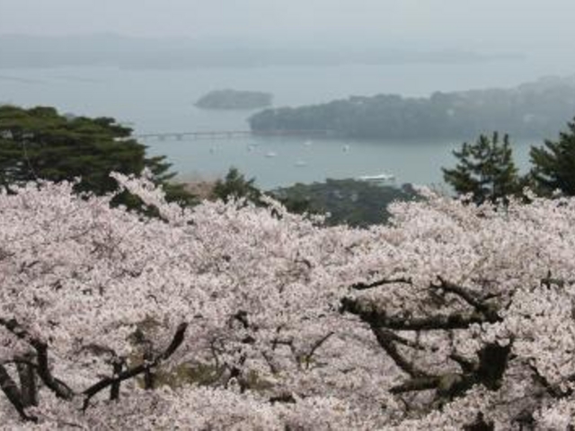 西行戻しの松公園_西行戻しの松公園の桜