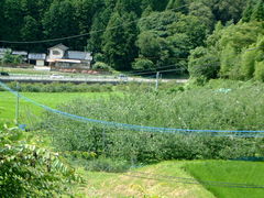 花ちゃんさんの八木山観光りんご園の投稿写真2