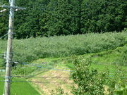 Ԃ񂳂̔؎Rό񂲉̓eʐ^1