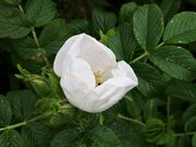 Ƃ񂳂̍I[gLv&Lv̓eʐ^3