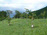 Ԃ񂳂̔؎RԖ؉iђˎsj̓eʐ^2