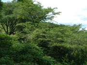 Ԃ񂳂̔؎R̃TN̓eʐ^2