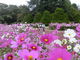 あんずさんの京都府立植物園の投稿写真2