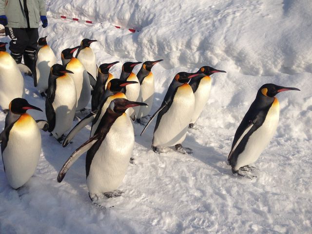 �y���M���̂��U��_���R������