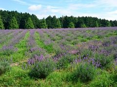 ���i�[�h�R���]�[�g�̎ʐ^1