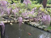 ���[�҂���̏t������ݗt�A�����i�_���j�̓��e�ʐ^1