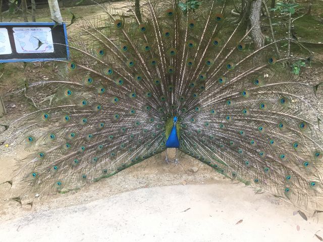 �߂��ōE��������܂�_�l�I�p�[�N�I�L�i��