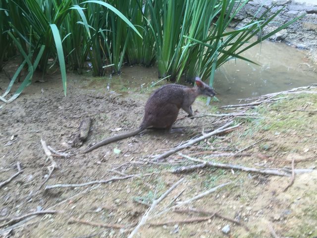 ���������Ȃ̂ŐG�ꍇ���܂�_�l�I�p�[�N�I�L�i��