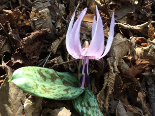 ؂񂬂񂳂̕x̓eʐ^1