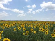 P񂳂̂Ђ܂̋u̓eʐ^1