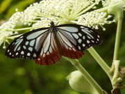 箱根湿生花園 アクセス 営業時間 料金情報 じゃらんnet