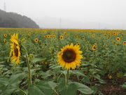 sklfh̎ዷl b̂Ђ܂蔨̓eʐ^1