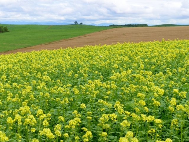 �e�q�̖؂�Ղލ؂̉�_�p�b�`���[�N�̘H