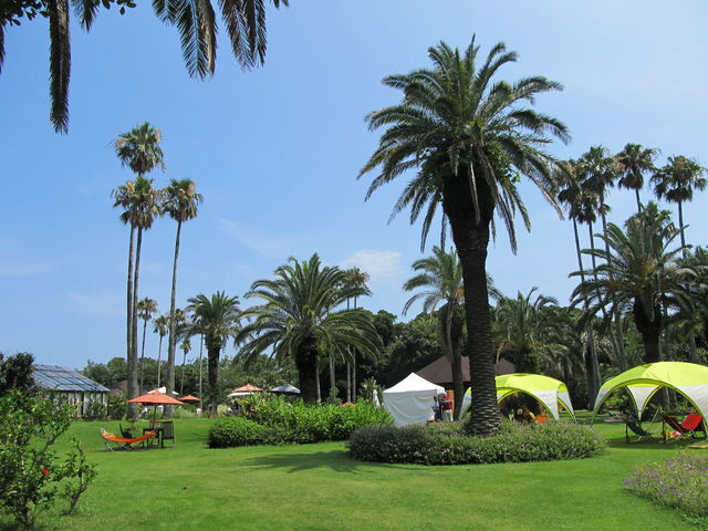 �A�W�A���K�[�f��_PICA����