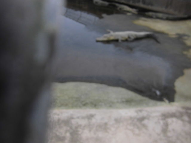 ���̕��ɑ傫�ȃI���̒��ɂ����Ⴄ���Ⴂ��_�S�R�n��