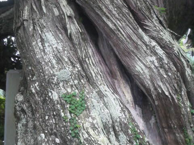 Ƃ񂳂̏莛̃rNV̓eʐ^1