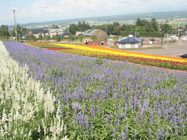 �l�X�ȉԂł��ꂢ�ł�_���x���_�[��