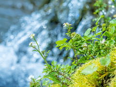 Hiroさんの羊蹄山の湧き水の投稿写真1