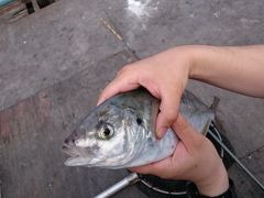 Ȃ݂񂳂̊Cޖx@ނ̓Cւ̓eʐ^1