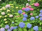 mao����̉��c�����̃A�W�T�C�̓��e�ʐ^1