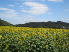 t.ôЂ܂̋uւ̓eʐ^1