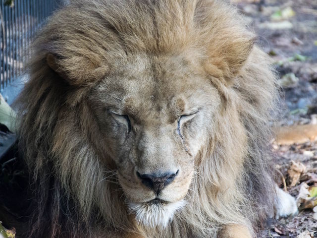 ���C�I��_���R������