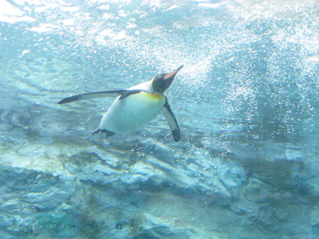 ����s���R������_���R������