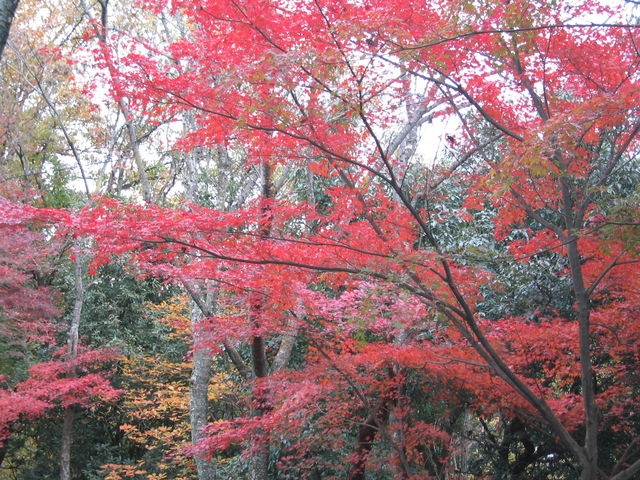 Ђł񂳂̗̍gt̓eʐ^1