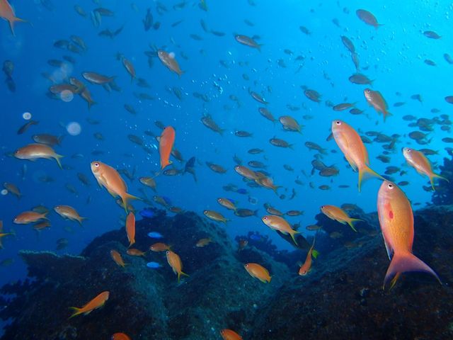 透明度20m_柏島