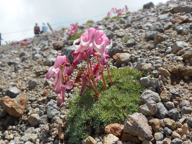 �R�}�N�T_��Ƃ̍��R�A��