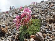 tabi����̏�Ƃ̍��R�A���̓��e�ʐ^1