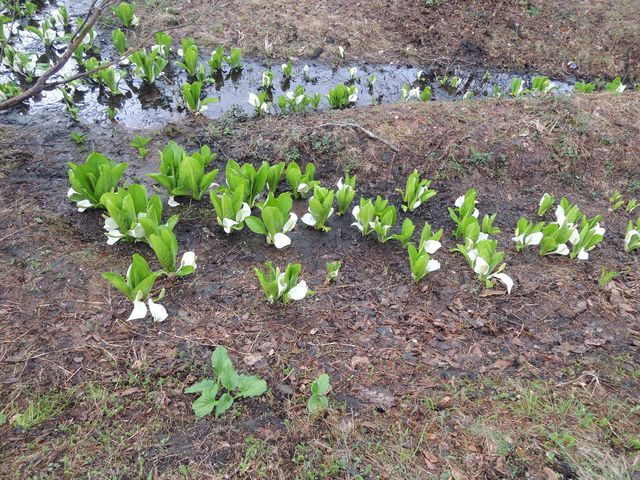 ���m�Ԃ��L���C�ł���_���������i������r�j