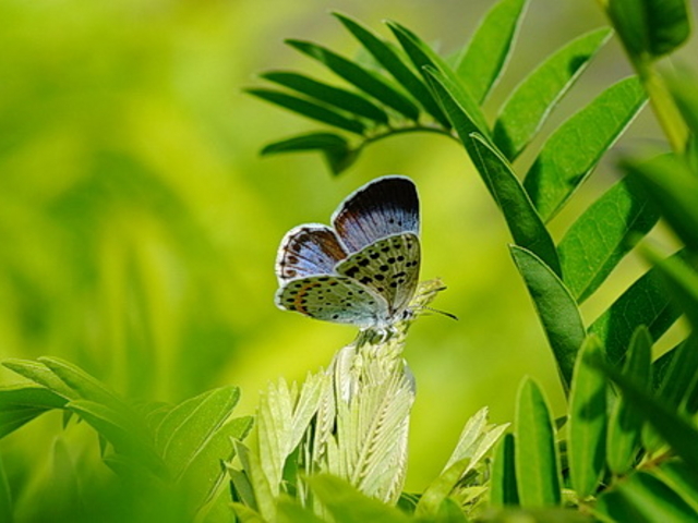 Ŋ뜜1ނ̃IIVW~ŕی삳Ă܂B_cAvXÂ݂̌@xE䍂n