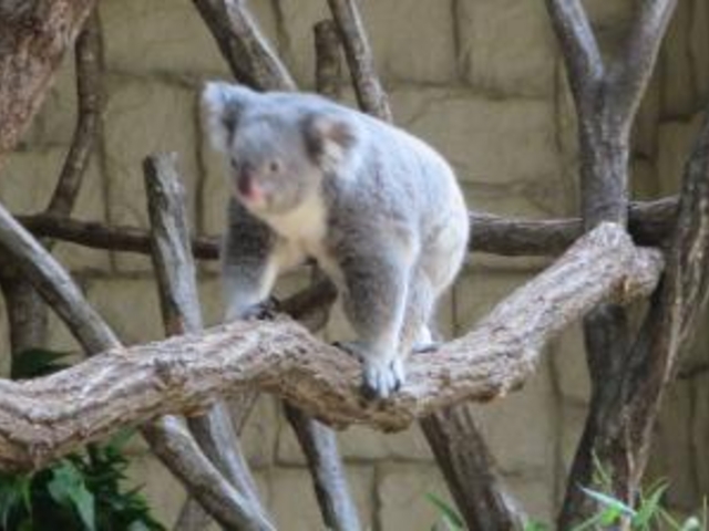 �J���C�C�R�A��_���R���A����