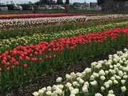 ܂܂̃`[bv̂Ԕ̓eʐ^1