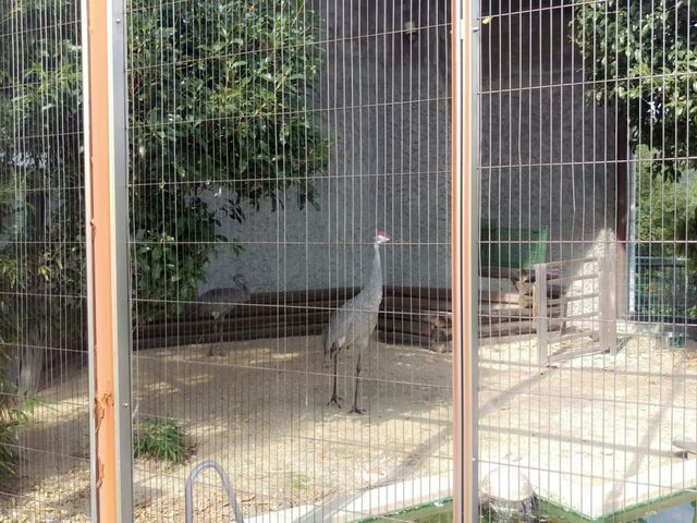 �F��Ȏ�ނ̓��������܂�_�ƃP�r����������