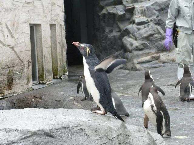 penguin_���R������