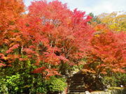 ȂȂ񂳂̌܉ƑƂ̗̓eʐ^1