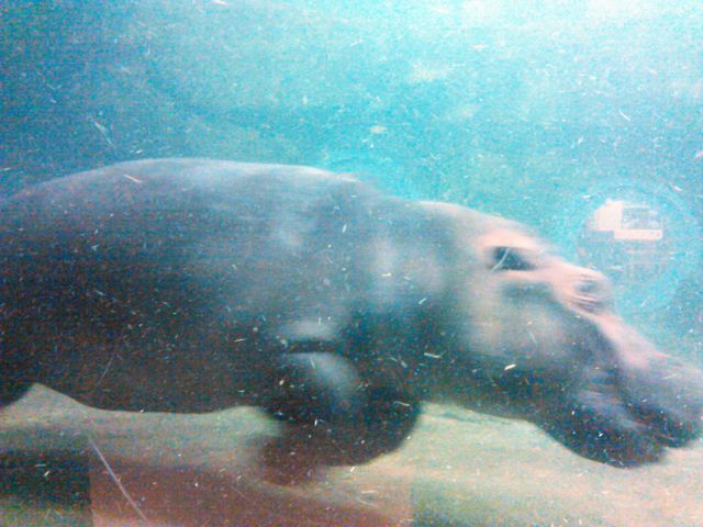 �J�o�̕S�g�A�Z�����𓮂����D��ɐ����̒����j���p�́A���O���܂���B_���R������