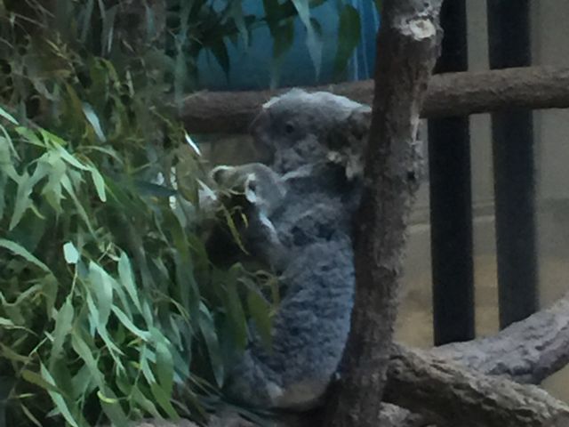 �R�A���̐e�q_���R���A����