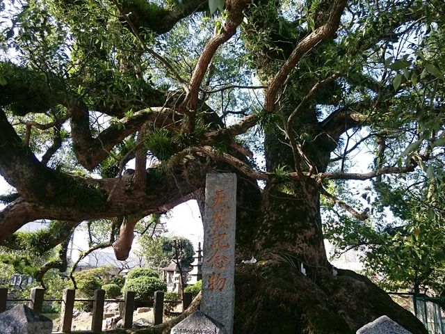 �k��V���{�̑叾_�k��V���{�̑叾