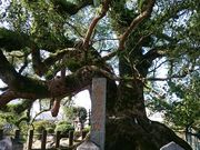 Xkv̖kV{̑叾̓eʐ^1