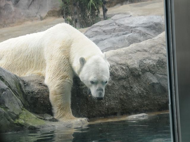 �V���N�}_���R������