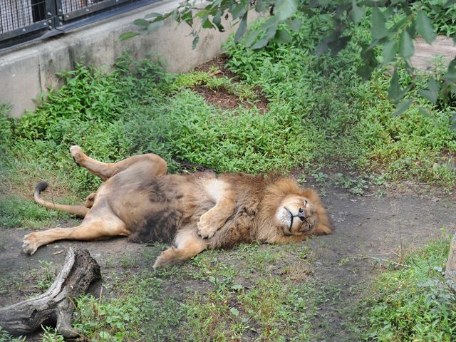 ���C�I��_���R������