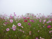 cJ擙X͂̏Zl̃RXXX̓eʐ^1