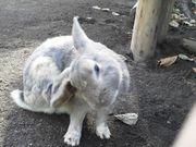 crystal̂ɃK[f̓eʐ^2