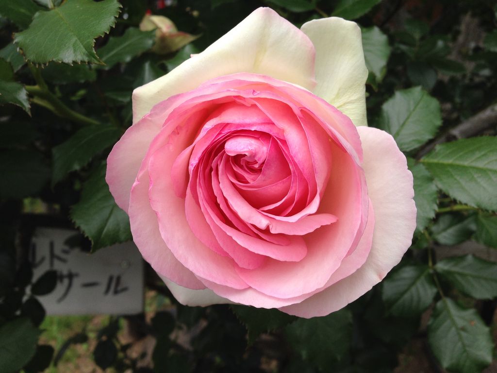蔵王酪農センター