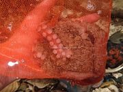 ̔ˎsYȊwك}Gg̓eʐ^1