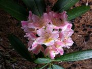 max̕xmRẺԂ̓eʐ^1