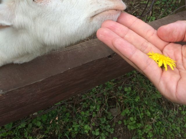 �{�N�C_�K���W�[�t�@�[��